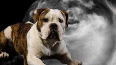 Unternehmen Sundog-Bulls Inh. Ralf Lutz