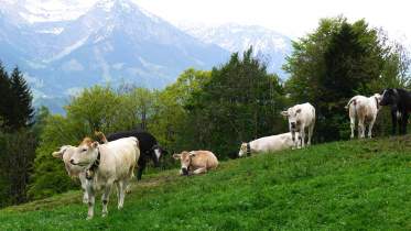 Unternehmen Kälbererzeugergemeinschaft Allgäu