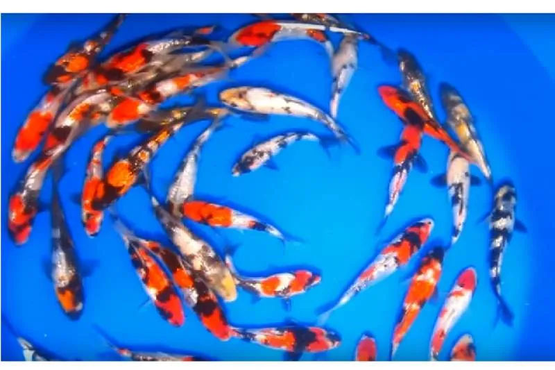 Galeriebild koi-andreas-gmbh-3-1-1538129306.jpg