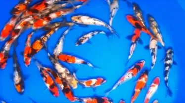 Unternehmen Koi-Andreas GmbH