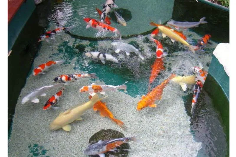 Galeriebild koi-andreas-gmbh-7.jpg