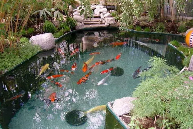 Galeriebild koi-andreas-gmbh.jpg