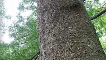 Unternehmen A. Bänziger + Co. GmbH