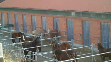 Unternehmen Pferdeparadies Spitthof