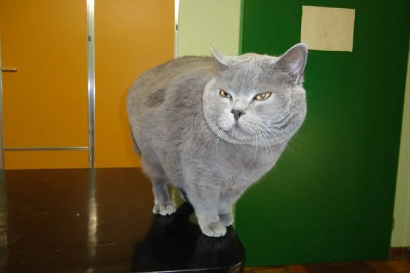 Galeriebild deierenklinik-alzeng-1-1521628783.jpg