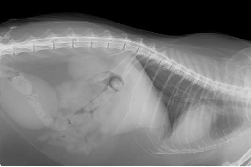 Galeriebild deierenklinik-alzeng-1-1521629058.jpg