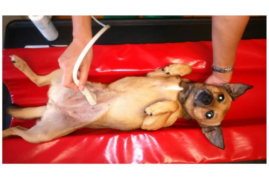 Galeriebild deierenklinik-alzeng-1-1521629178.jpg