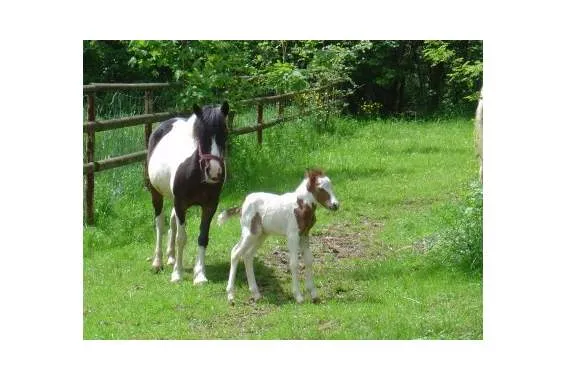 Galeriebild pony-hof-reinach-u-+-A.-Baerfuss-Mama-mit-Fohlen.jpg