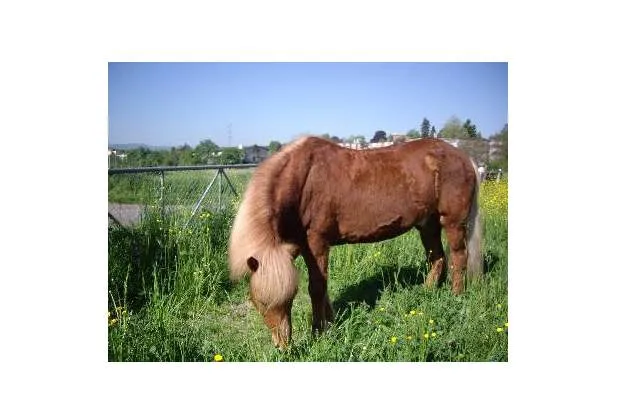Galeriebild pony-hof-reinach-u-+-A.-Baerfuss-Pony.JPG