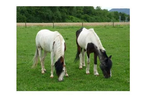 Galeriebild pony-hof-reinach-u-+-A.-Baerfuss-zwei-Ponys.JPG