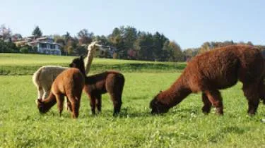 Unternehmen Alpakahof Pünt Fam. Bräker