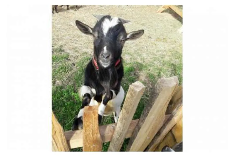 Galeriebild gasserhof-6.jpg