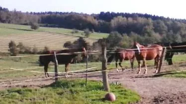 Unternehmen Pferde-Pensionsstall Schreiber