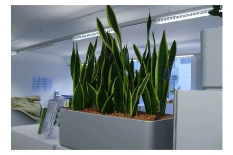 Galeriebild gaertnerei-neumueller-gmbh-1-1523008958.jpg