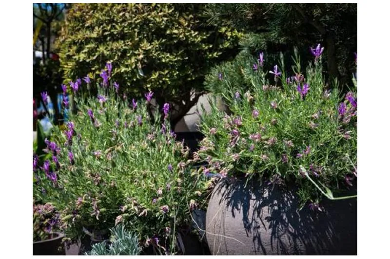 Galeriebild gaertnerei-neumueller-gmbh-1-1523009001.jpg