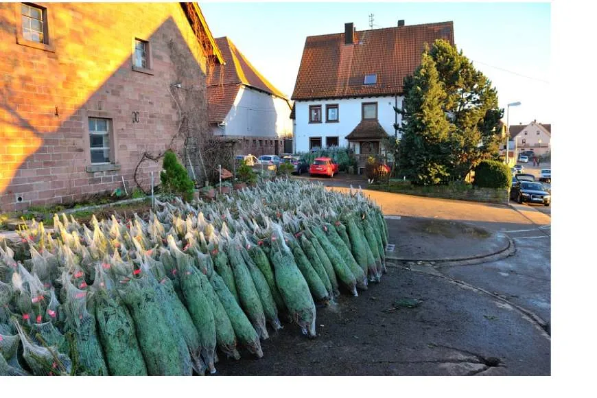 Galeriebild www-weihnachtsbaum-stich-de-impressionen-1183-orig-1-1572868134.jpg