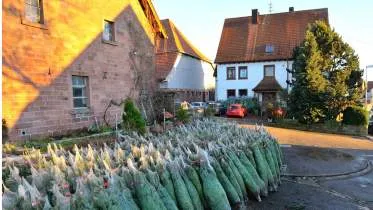 Unternehmen Weihnachtsbaum Stich Gbr