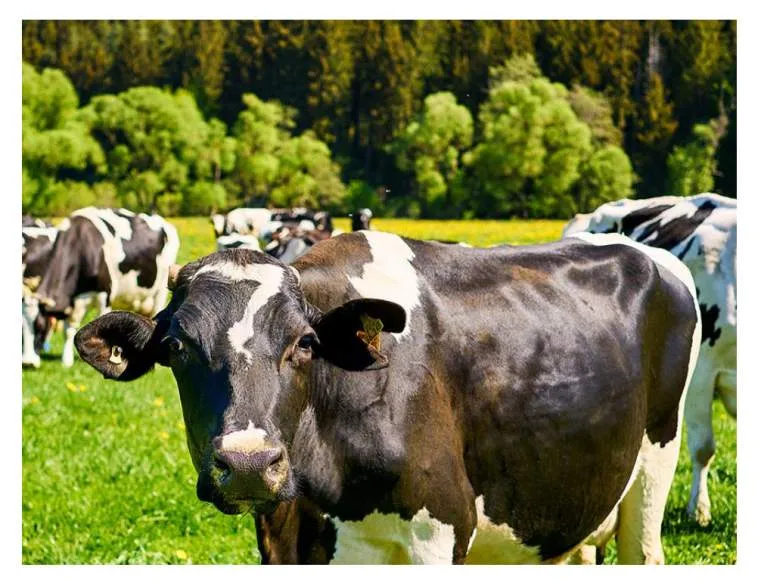 Galeriebild cropped_1736933782_0060108001736933771_789852.jpeg