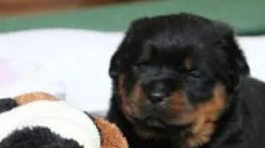 Unternehmen Rottweiler vom Eisernen Kreuz