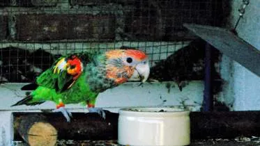 Unternehmen Papageienzucht Reinbothe