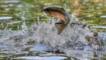 Unternehmen Forellenzucht Schmutz