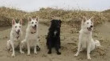 Unternehmen Hundezucht von der Alsterperle - Sabine Weier