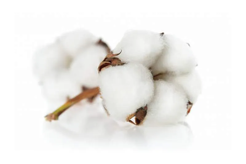 Galeriebild captain-skirt-gmbh-co-1-1537776246.-KG-6.jpg