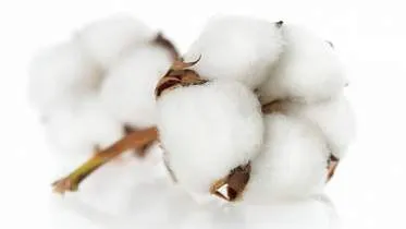 Unternehmen CAPTAIN SKIRT GmbH & Co. KG