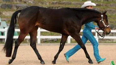 Unternehmen Performance Horses - Stefanie Bubenzer