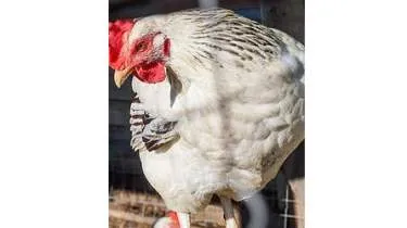 Geflügelhof Retzbach