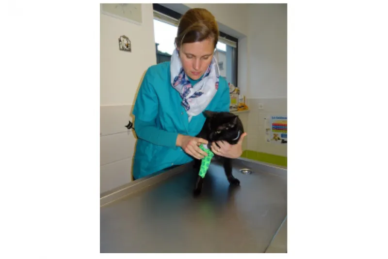 Galeriebild cabinet-veterinaire-swiontek-consultation-chat-1-1521549131.png