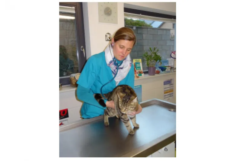 Galeriebild cabinet-veterinaire-swiontek-consultation.png