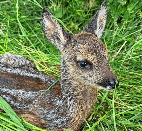 Galeriebild 0027276001747315720_790094.jpg