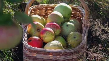 Unternehmen Der Obstbauer Rolf Haller