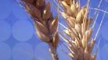 Unternehmen Geflügelhof F. Obermeier