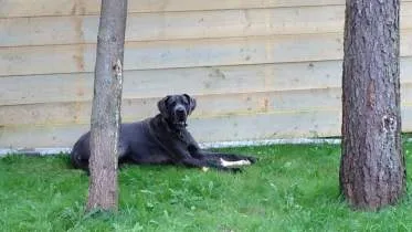 Unternehmen Animal Physio Trainer