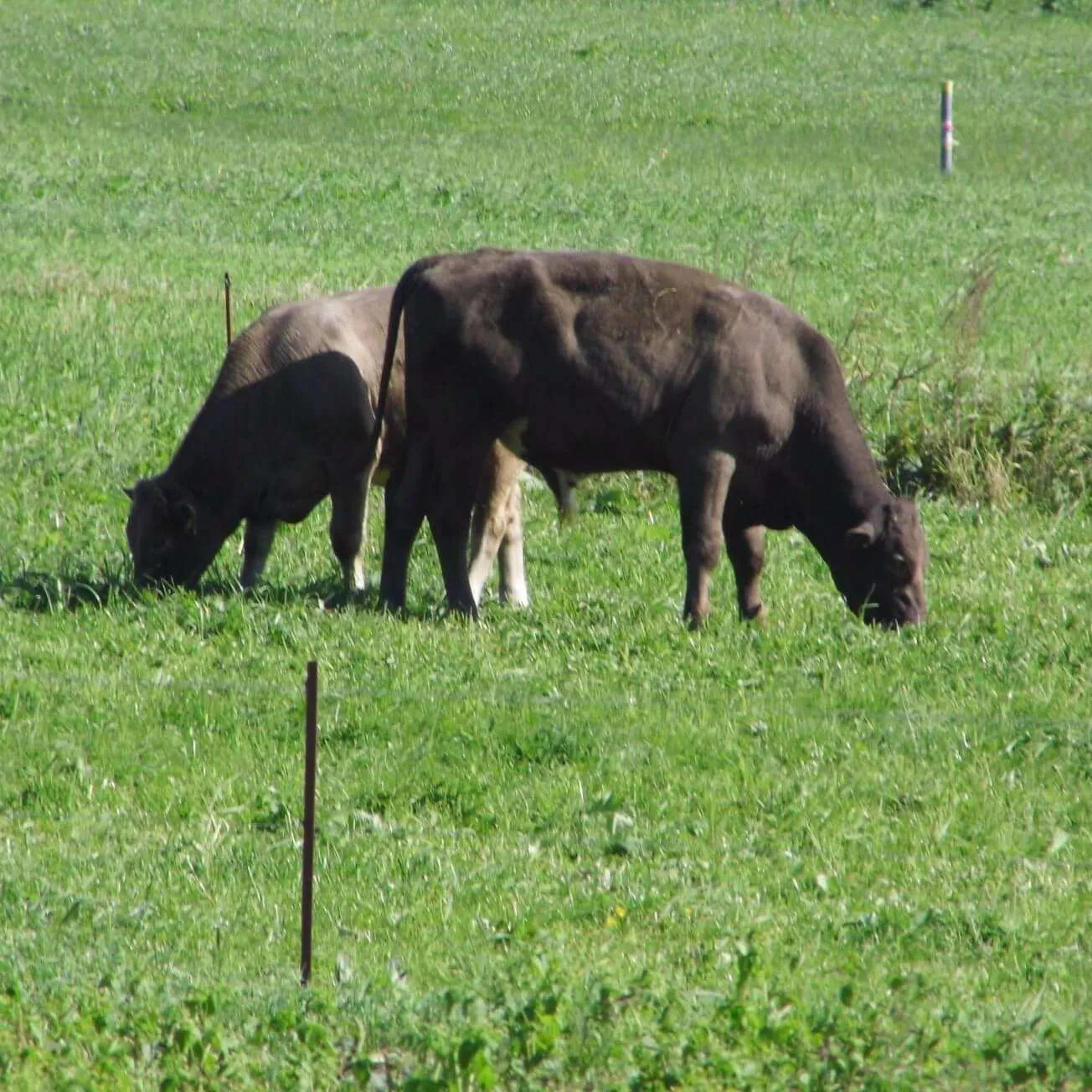 Lunower Landfleischerei Künkel GmbH