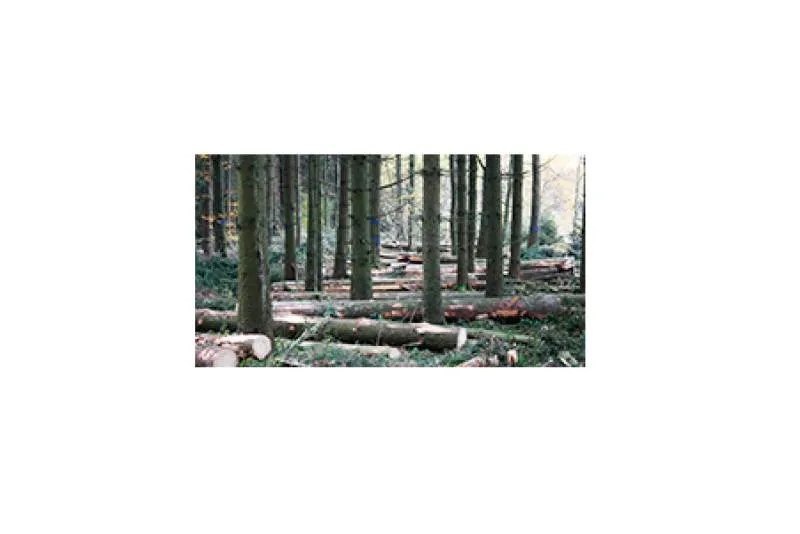 Galeriebild forstunternehmen-markus-gabele-gefaellte-baeume.jpg