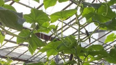 Unternehmen Gartenbaubetrieb Christian Ott