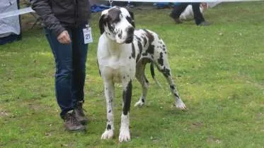 Unternehmen Deutsche Doggen von Andorf