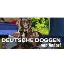 Firmenlogo von Deutsche Doggen von Andorf