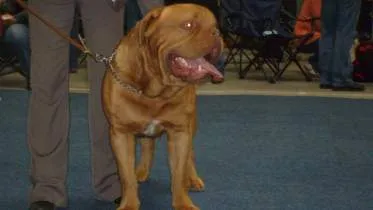 Unternehmen Bordeauxdoggen aus dem Hause Lehman