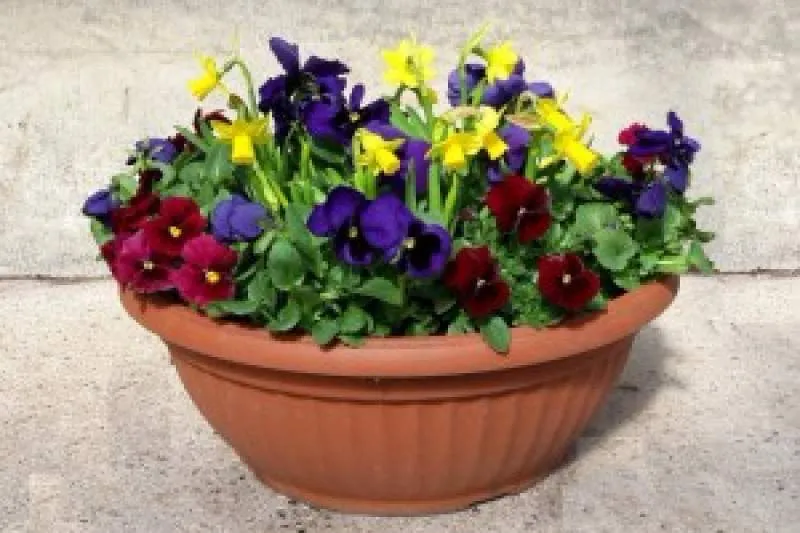 Galeriebild schale-fruehjahr-ostern.jpg