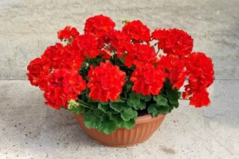 Galeriebild schale-sommer-geranien.jpg