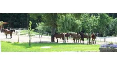 Unternehmen Pferdepension Demmel