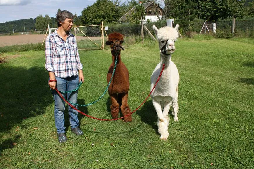 Galeriebild alpakaninchen-3.jpg